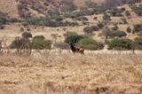 Ethiopia - Netch Sar Park - 82 - Swaynes Hartebeest